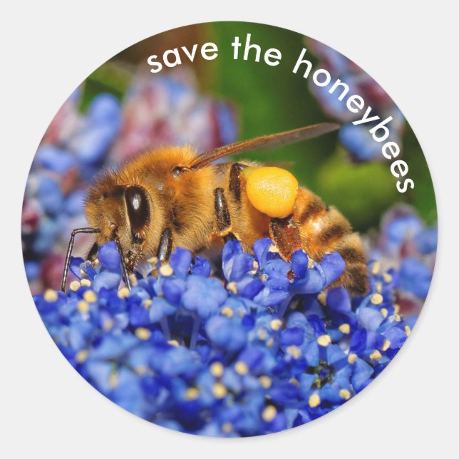 Save the Honeybees Pollinating California Lilac Classic Round Sticker (Front)