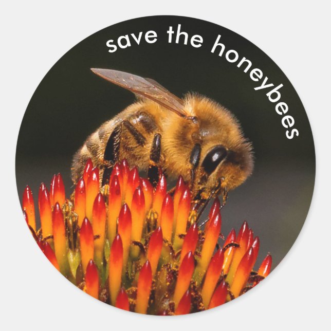 Save the Honeybees Pollinating Echinacea Classic Round Sticker (Front)