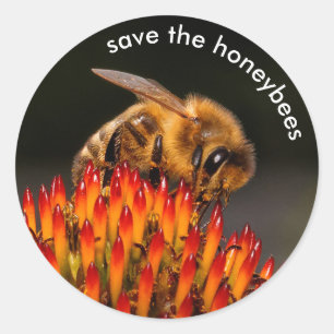 Save the Honeybees Pollinating Echinacea Classic Round Sticker
