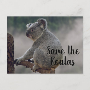 Save the Koalas Postcard