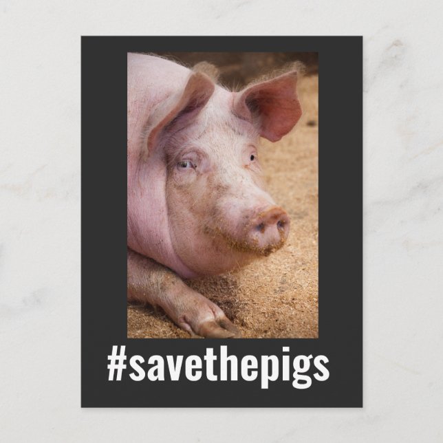  SAVE THE PIGS PIG VEGAN POSTCARDS (Front)