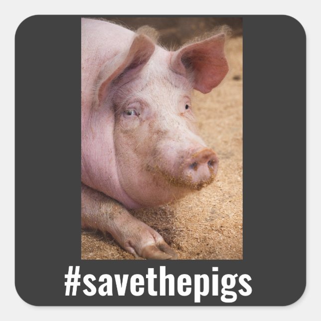 SAVE THE PIGS PIG VEGAN STICKERS (Front)