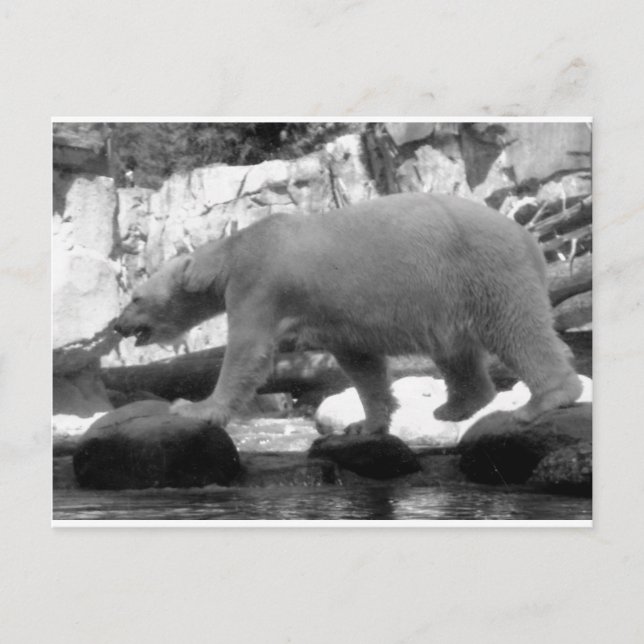 SAVE THE POLAR BEARS POSTCARD (Front)