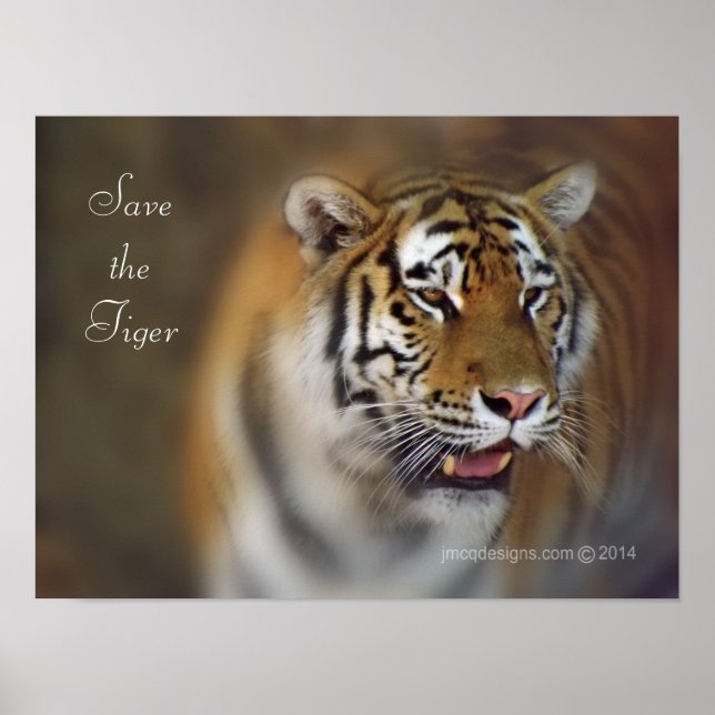 Save the Tiger Amur Siberian Tiger Poster (Front)