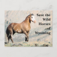 Save the Wild Horses of Wyoming Postcard