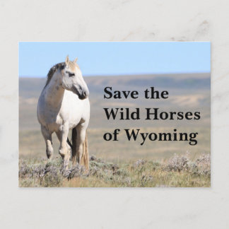 Save the Wild Horses of Wyoming Postcard