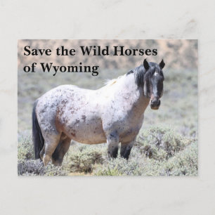 Save the Wild Horses of Wyoming Postcard