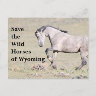 Save the Wild Horses of Wyoming Postcard