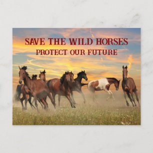 Save The Wild Horses Postcard