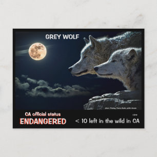 SAVE THE WOLVES ! - POSTCARD