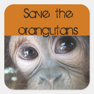 Saving Orangutans Square Sticker