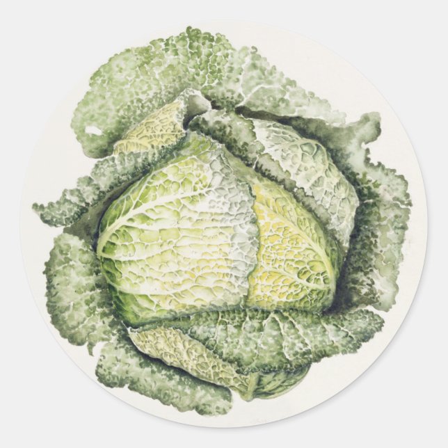 Savoy Cabbage Classic Round Sticker (Front)