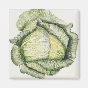 Savoy Cabbage Magnet