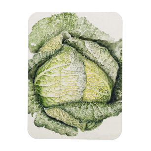 Savoy Cabbage Magnet