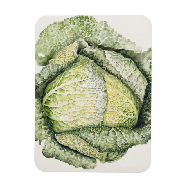 Savoy Cabbage Magnet (Vertical)