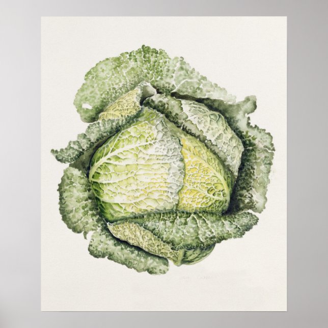 Savoy Cabbage Poster (Front)