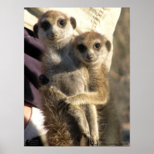 Savuka hugging Oriole - Poster