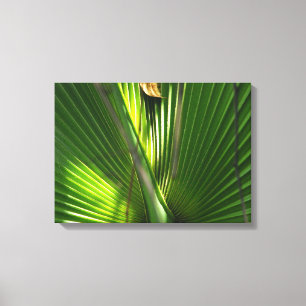 Saw Palmetto Photo Closeup Canvas Print