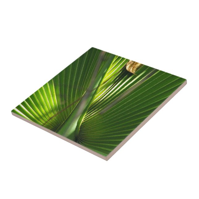 Saw Palmetto Photo Closeup Tile (Side)