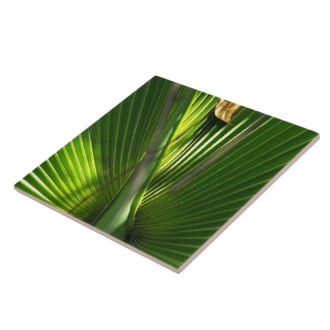 Saw Palmetto Photo Closeup Tile (Side)