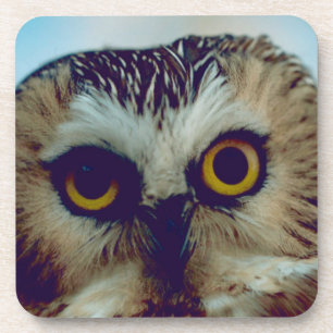 Saw-whet owl coaster