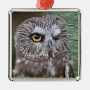 Saw-whet Owl Metal Tree Decoration