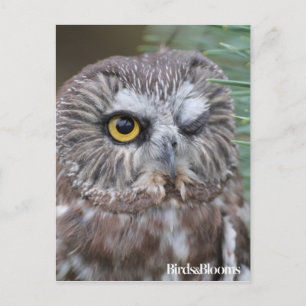 Saw-whet Owl Postcard