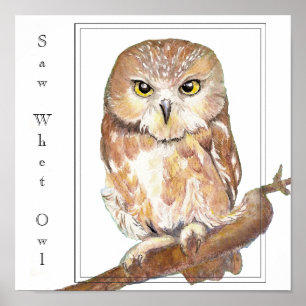 Saw Whet Owl Poster