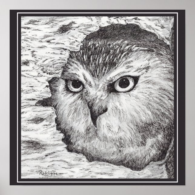 Saw-Whet Owl  Poster (Front)