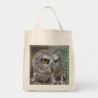 Saw-whet Owl