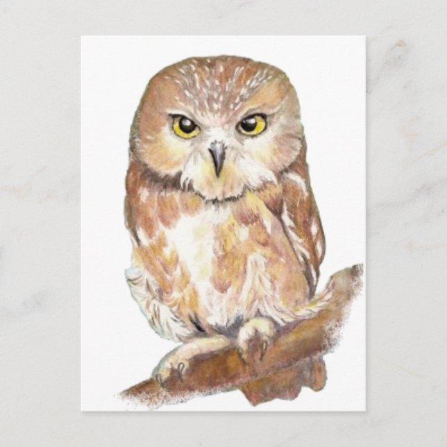 Saw Whet Owl, Watercolor Bird Collection Postcard (Front)