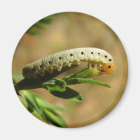 Sawfly Larvae Magnet