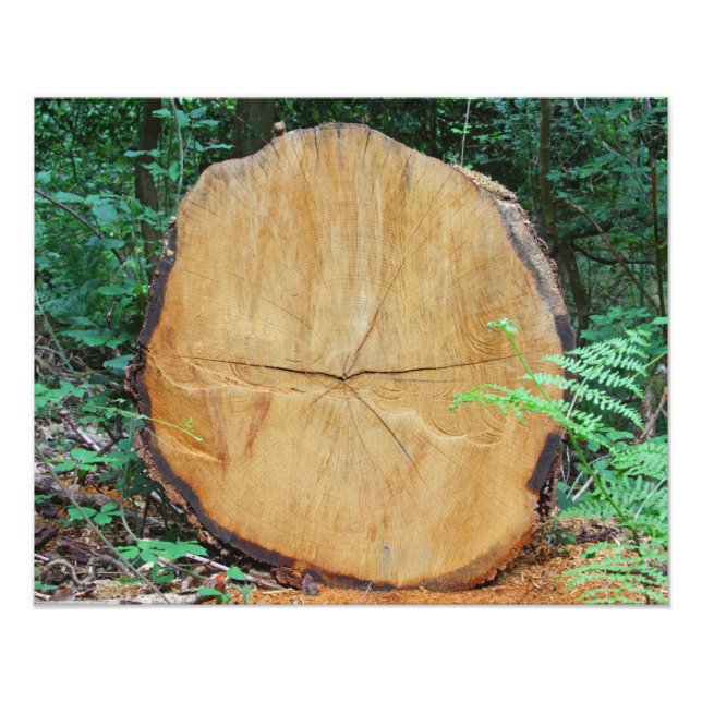 Sawn log in a forest photo print (Front)