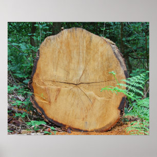 Sawn log in a forest poster