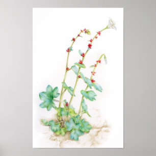 Saxifraga cernua alpine plant watercolor art poster