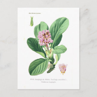 Saxifraga crassifolia (Bergenia) Postcard