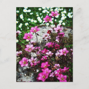 Saxifraga Highlander 2 Postcard
