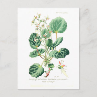 Saxifraga sarmentosa postcard
