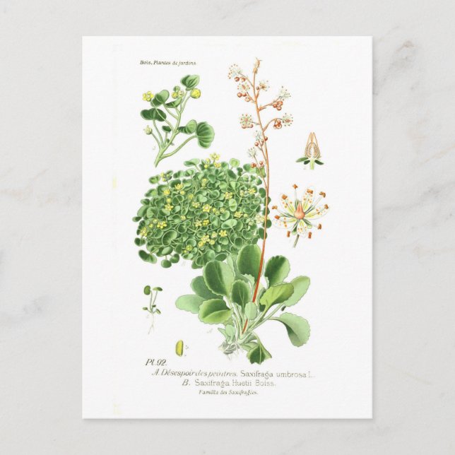 Saxifrage species postcard (Front)