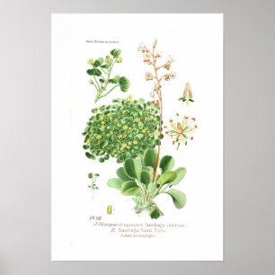 Saxifrage species poster