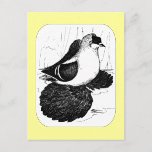 Saxon Swallow Pigeon 1978 Postcard