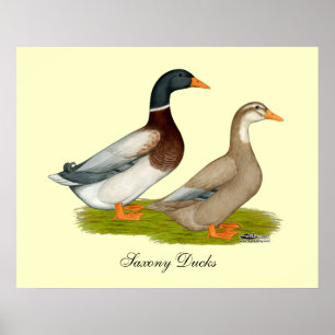 Saxony Ducks Poster