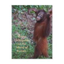Say No to Bullies with Krista orangutan
