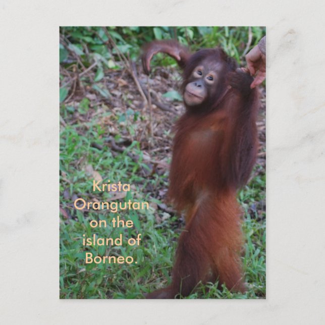 Say No to Bullies with Krista orangutan Postcard (Front)