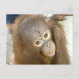 Say No to Cruelty Postcard