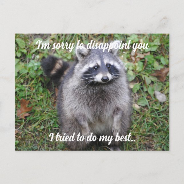 Say Sorry Racoon Apologise  Postcard (Front)