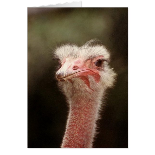 Say that again? (Front)