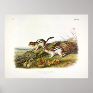 Say's Marmot Squirrel (Golden-mantled Ground Sqrl) Poster