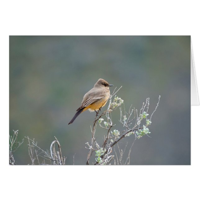 Say's Phoebe in the sage (Front Horizontal)