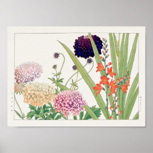 Scabiosa, Montbretia by Tanigami Konan Poster